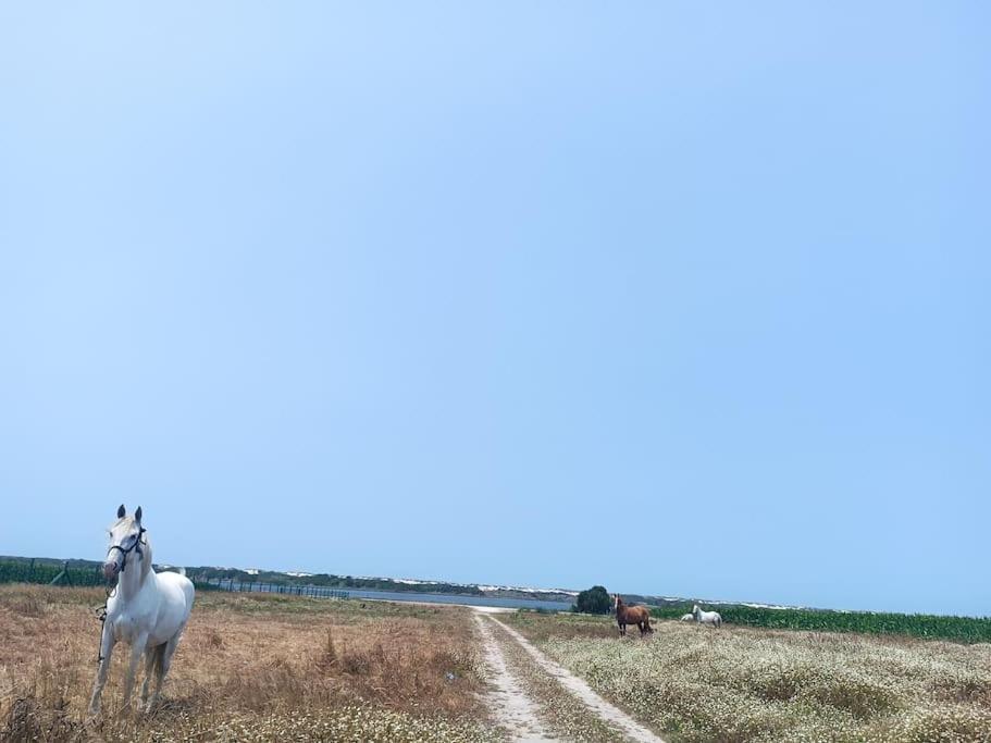 Vila Casa Da Mareria Gafanha da Boa Hora Exteriér fotografie